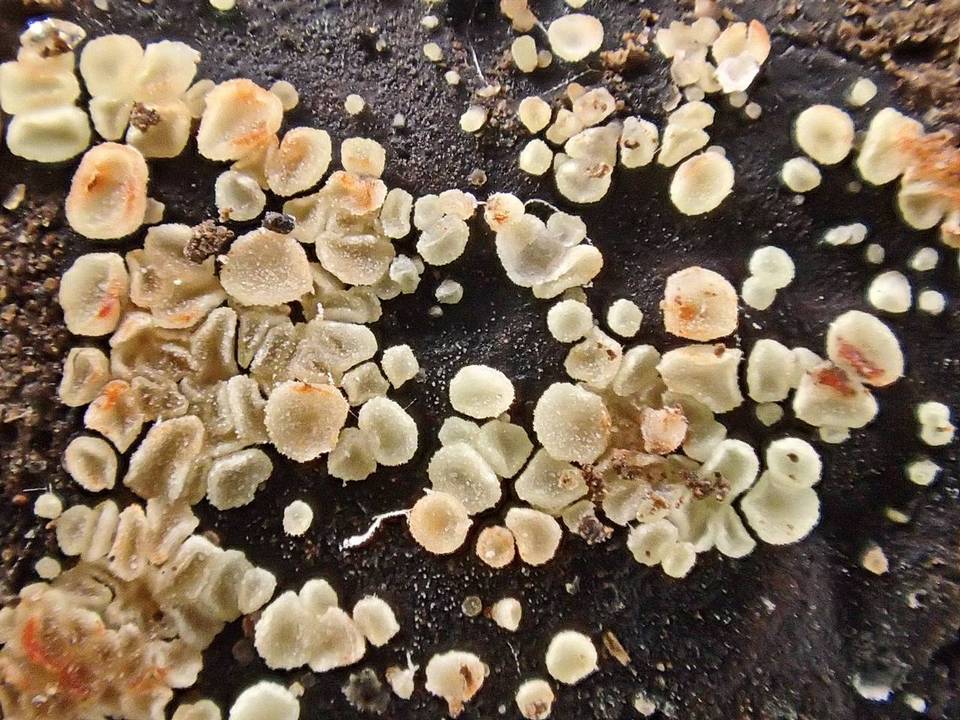 Bisporella pallescens image