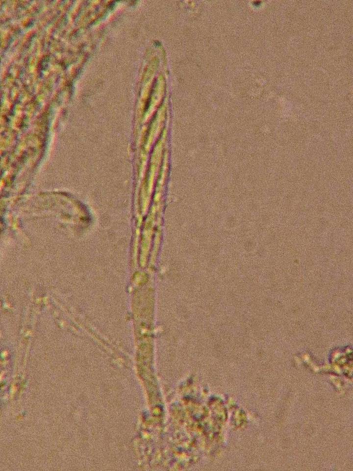 Bisporella pallescens image