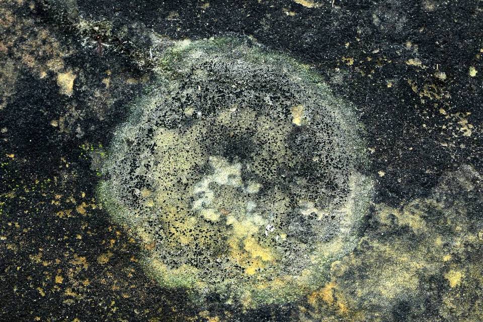 Mycobilimbia image
