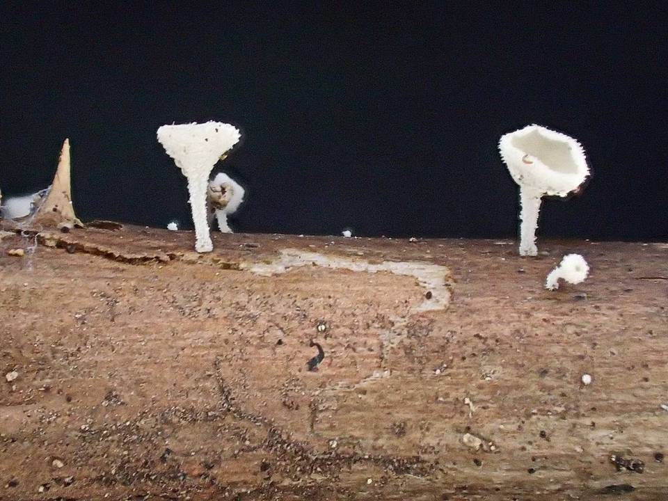 Lachnum clavigerum image