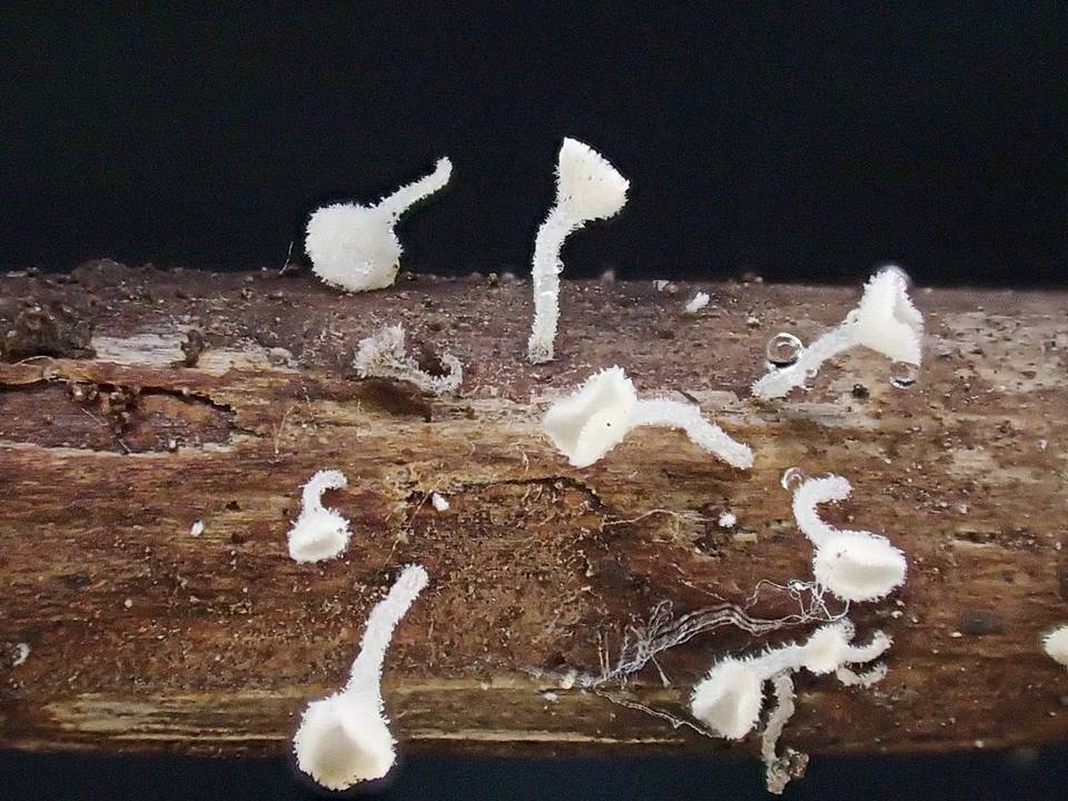 Lachnum clavigerum image
