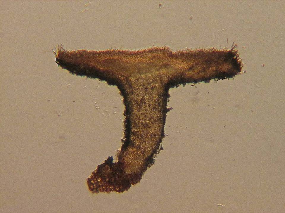 Lachnum clavigerum image