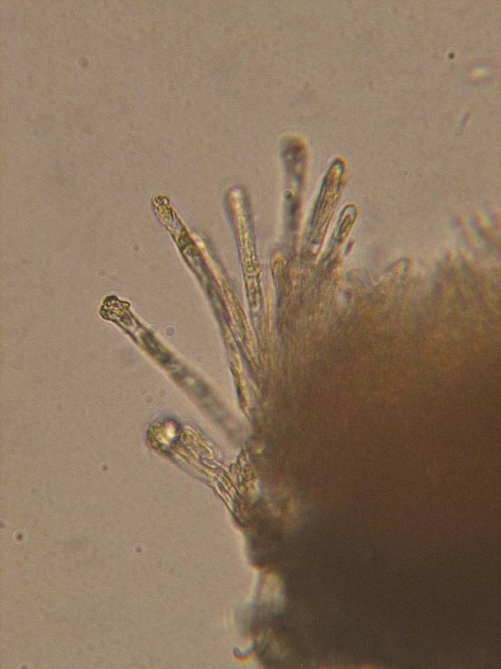 Lachnum clavigerum image