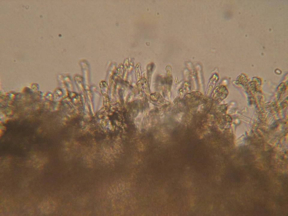 Lachnum clavigerum image