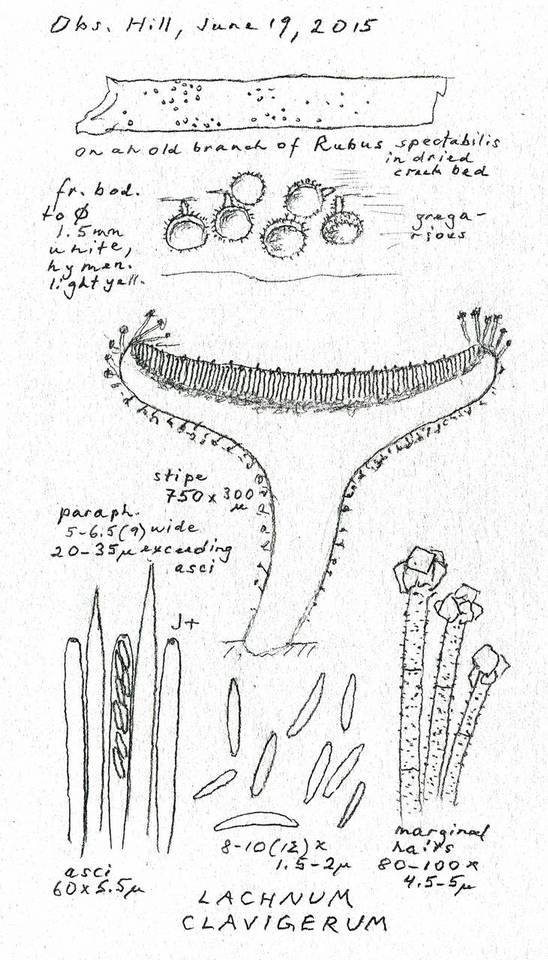 Lachnum clavigerum image