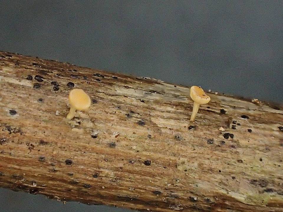 Phialina separabilis image