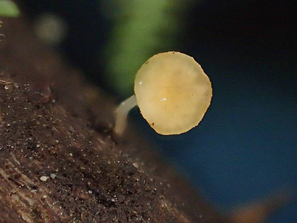 Phialina separabilis image