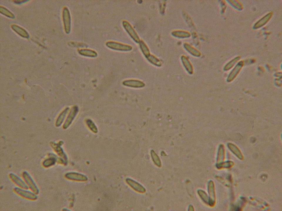 Phialina separabilis image