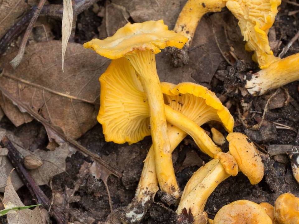 Cantharellus septentrionalis image