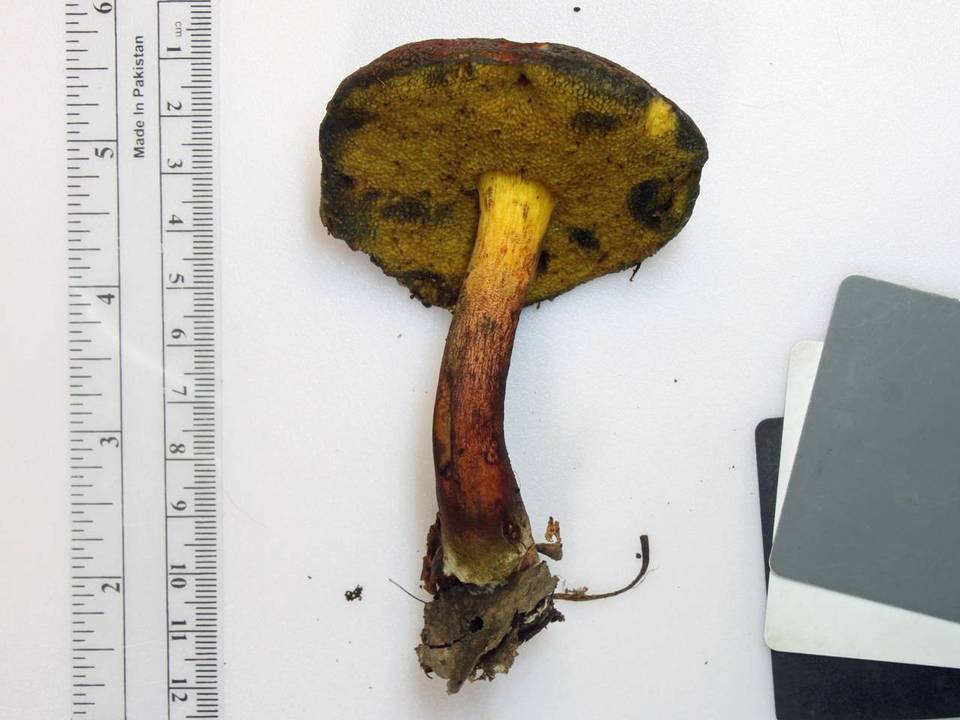 Boletellus pseudochrysenteroides image