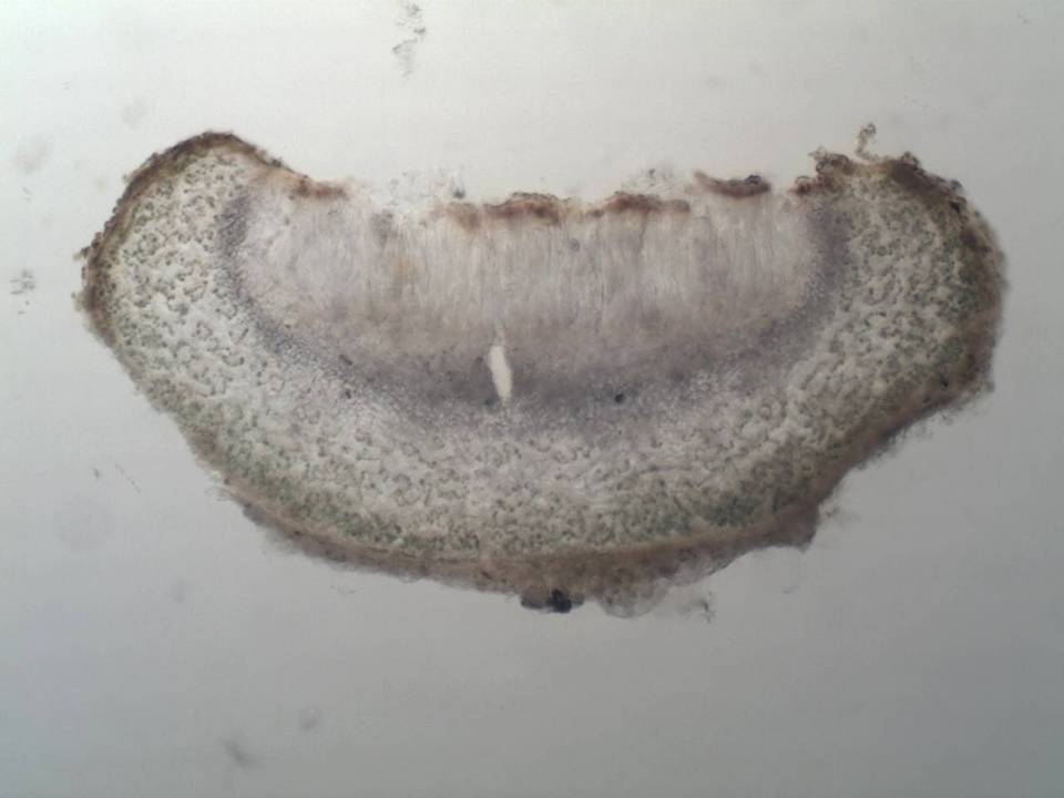 Collema latzelii image