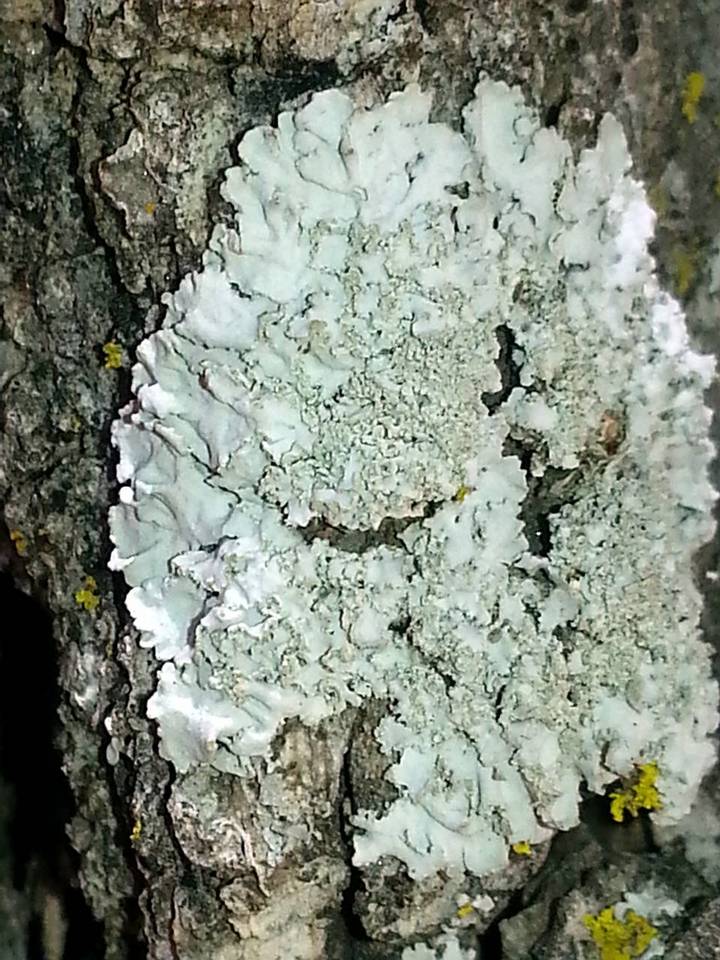 Physcia dimidiata image