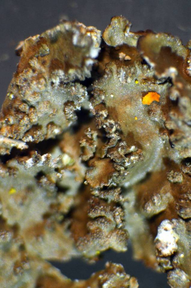 Melanelixia subargentifera image