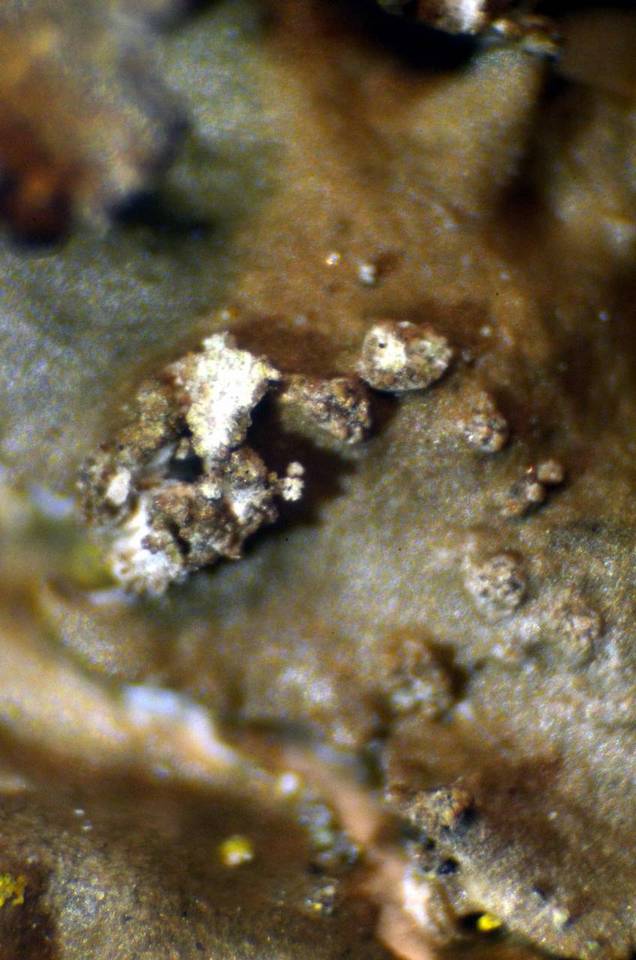 Melanelixia subargentifera image