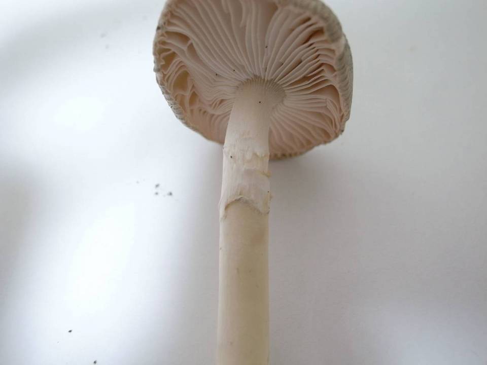 Amanita longistriata image