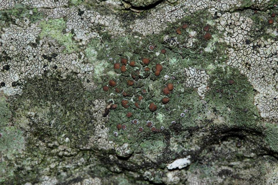 Bacidia inundata image