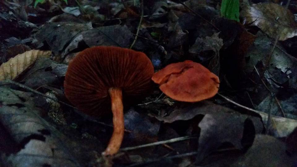 Cortinarius hesleri image
