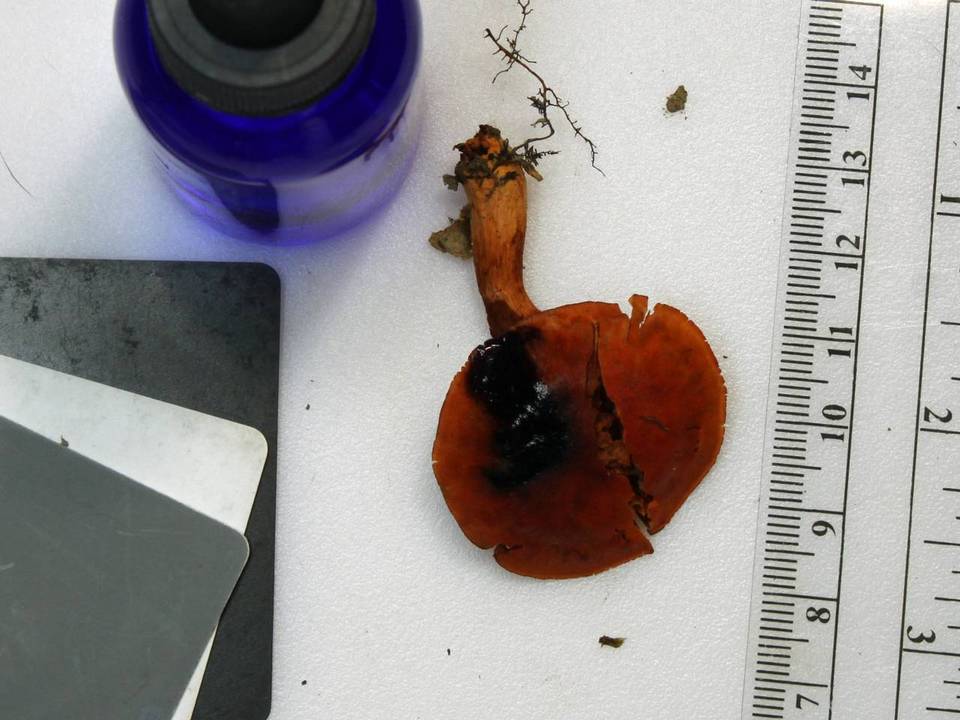 Cortinarius hesleri image