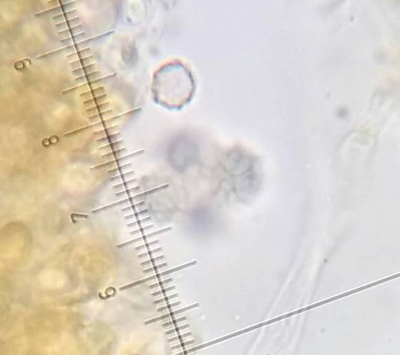 Lactarius pterosporus image