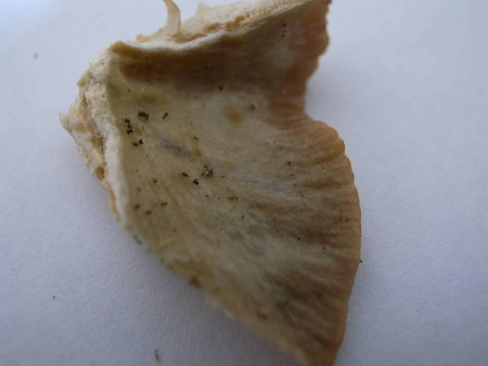 Lactarius pterosporus image