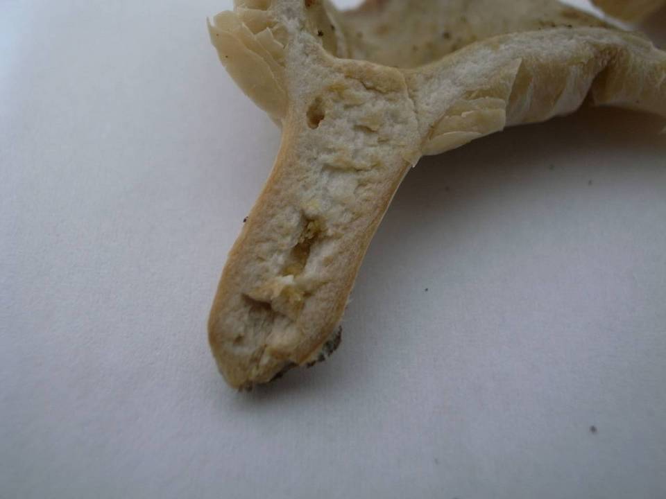 Lactarius pterosporus image