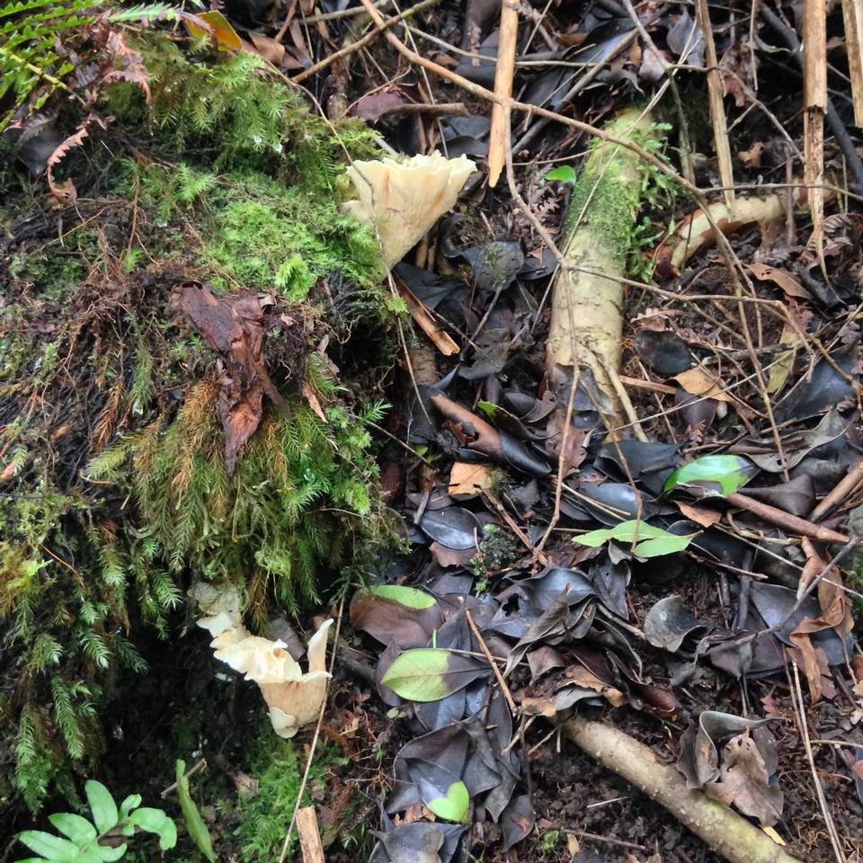 Gloeocantharellus pallidus image