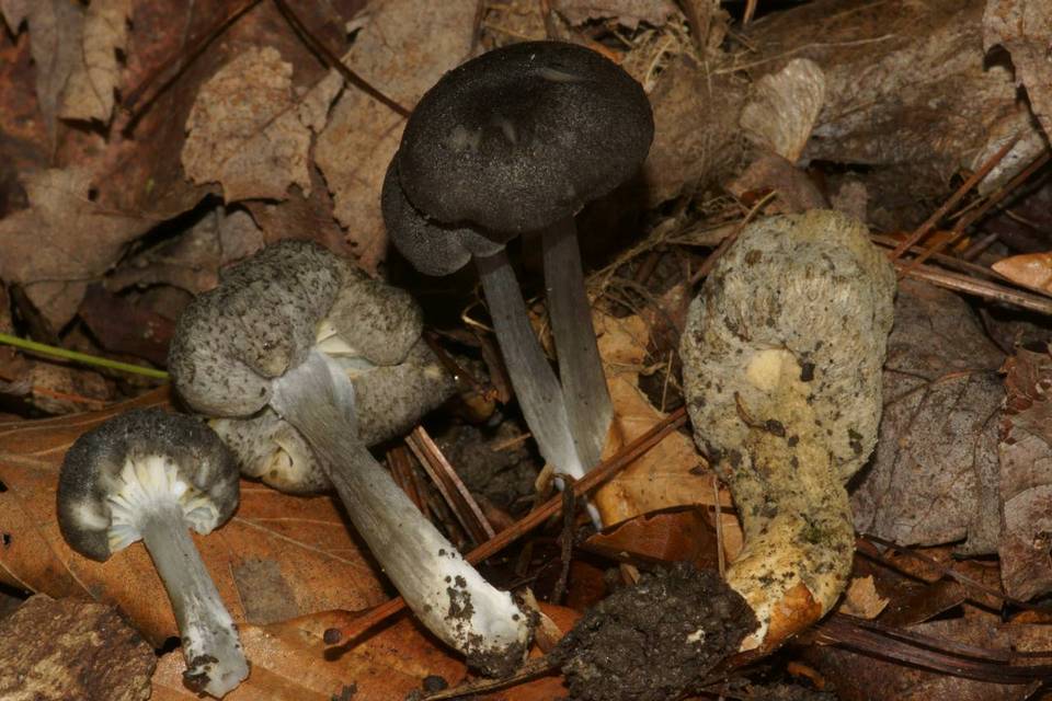 Hypomyces porphyreus image