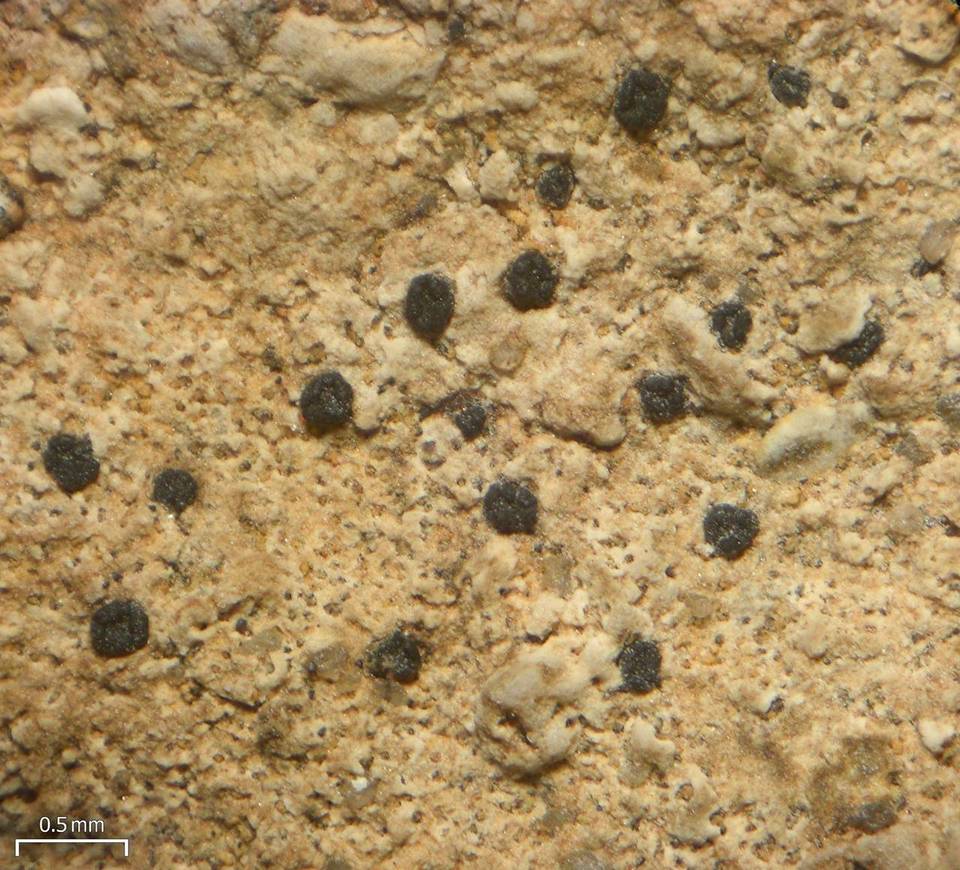 Polysporina urceolata image