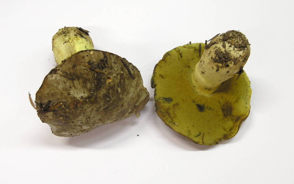 Boletus fechtneri image