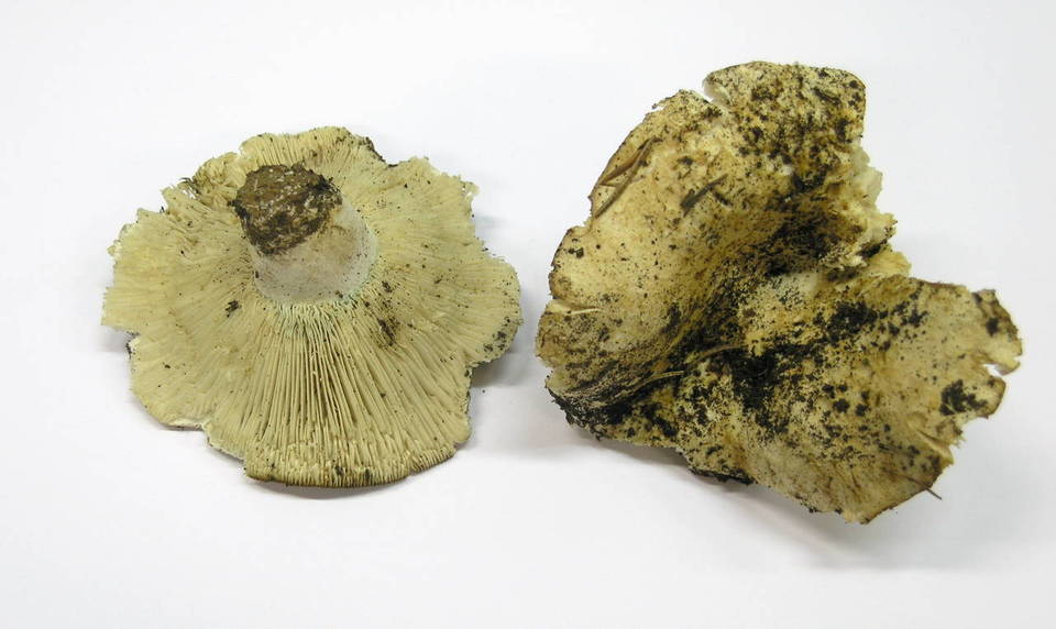 Russula chloroides image