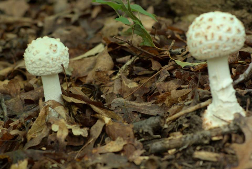 Amanita ravenelii image