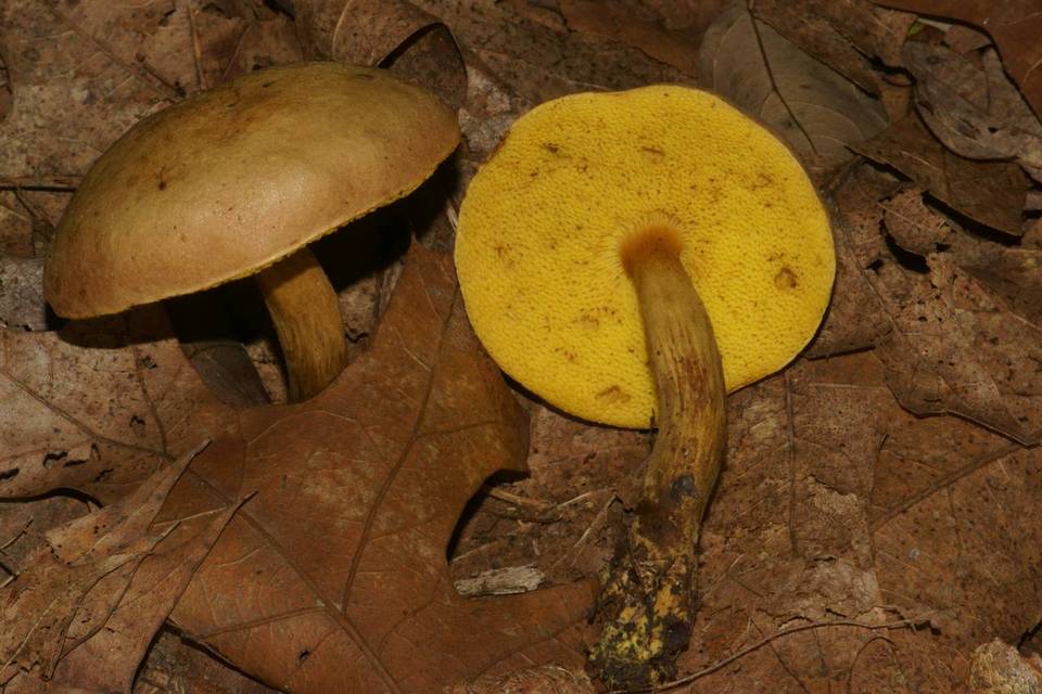 Pulveroboletus innixus image