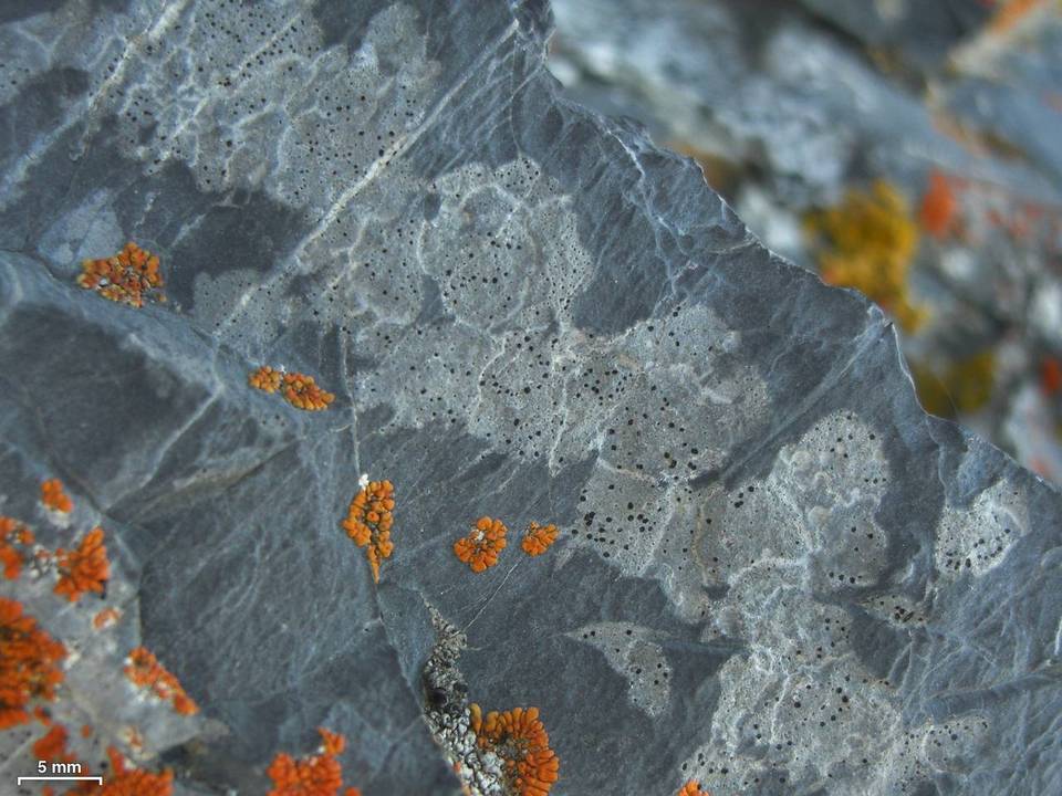 Polysporina urceolata image