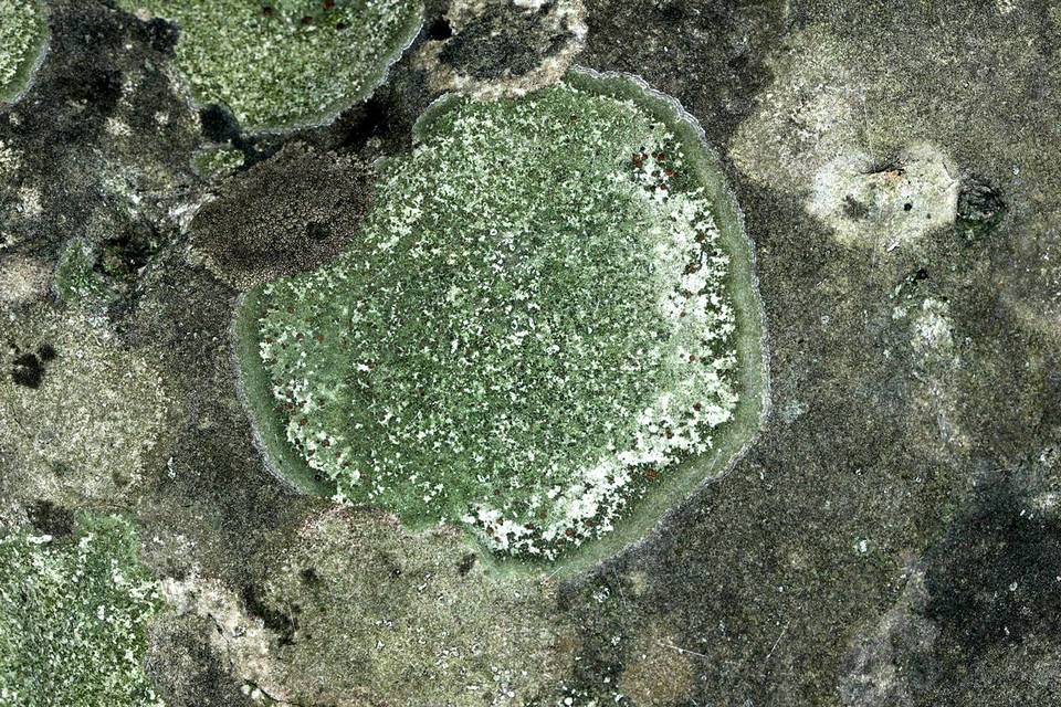 Bacidina egenuloidea image