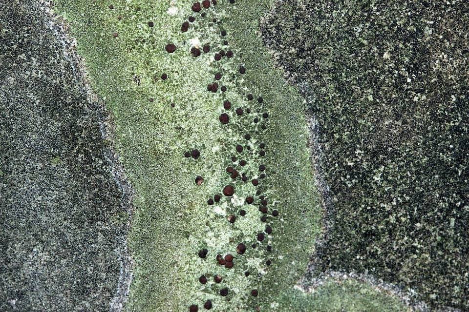 Bacidina egenuloidea image