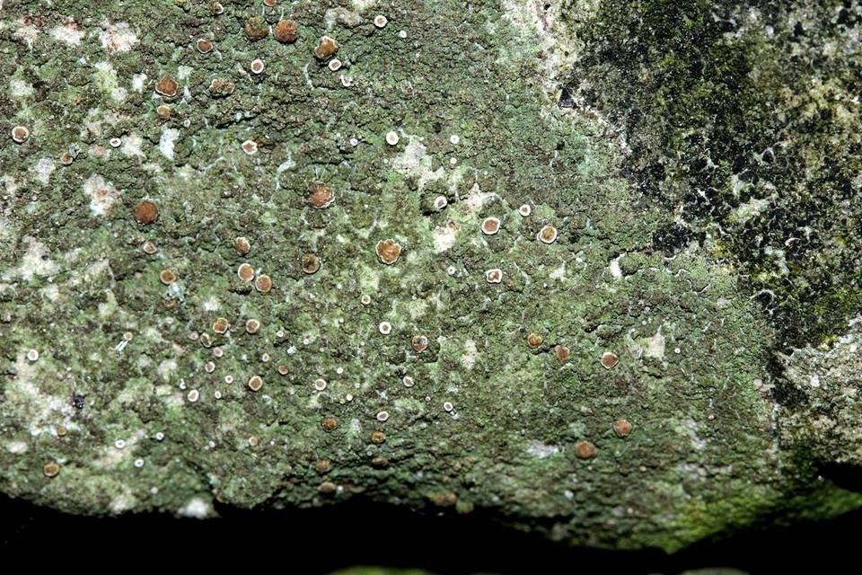 Bacidina egenuloidea image