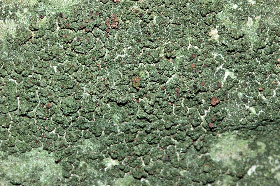 Bacidina image