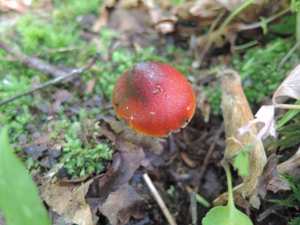 Hygrocybe riparia var. conicopalustris image