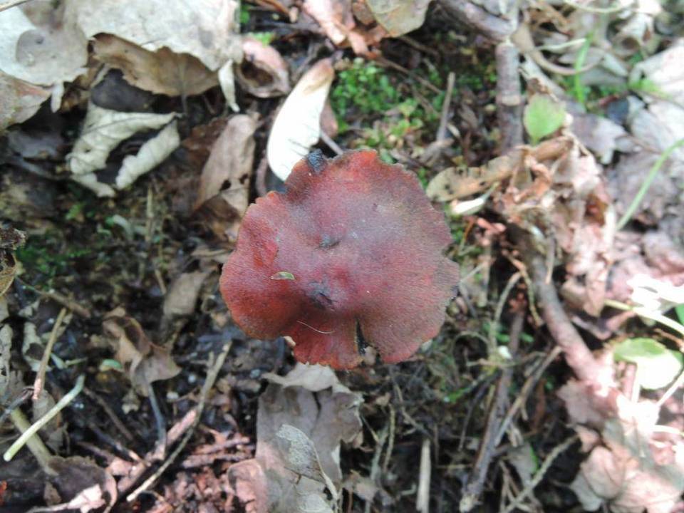 Hygrocybe riparia image