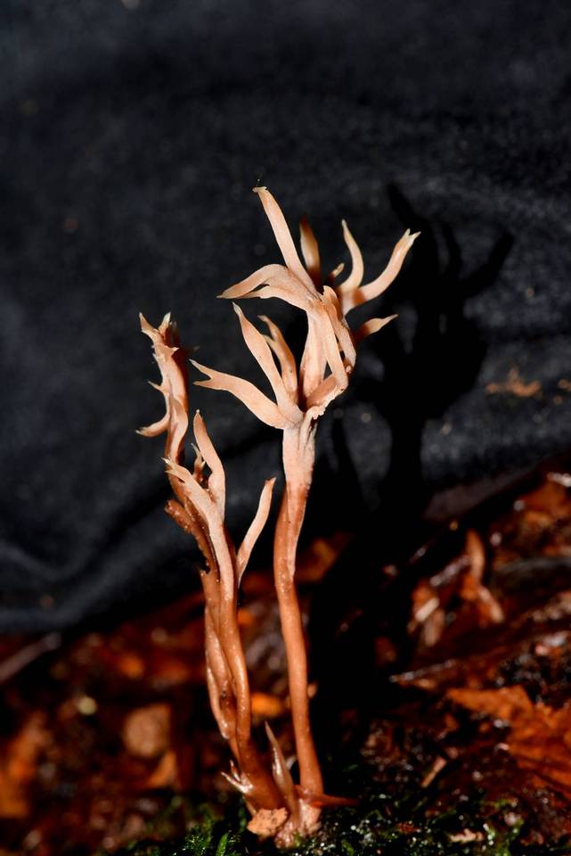 Clavulina castaneipes image