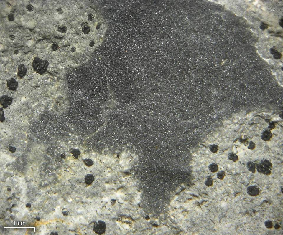 Polysporina image