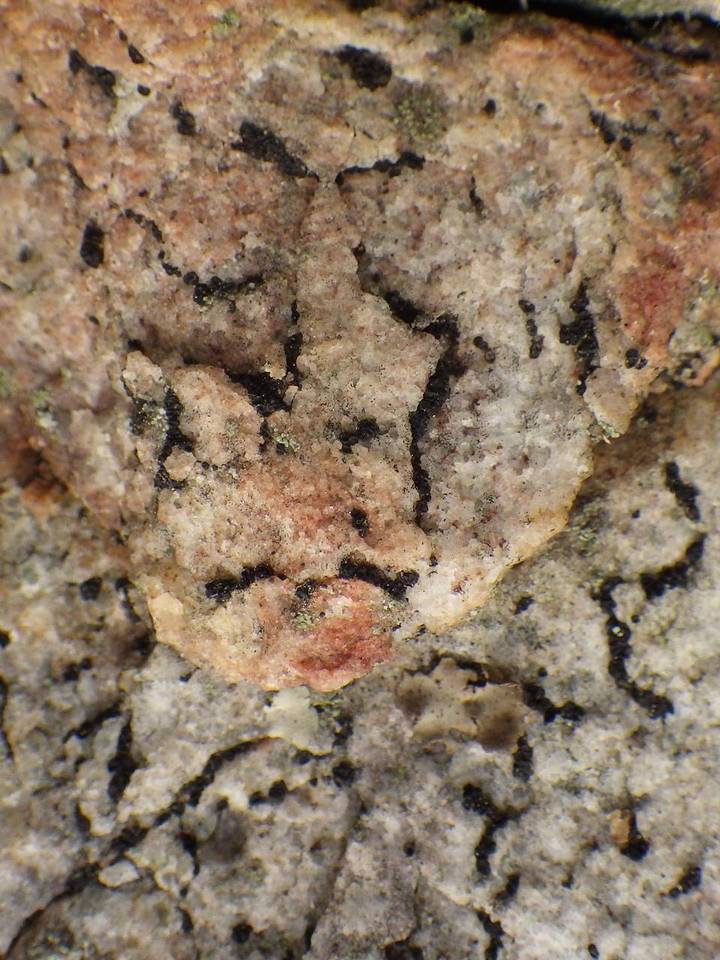 Polysporina simplex image