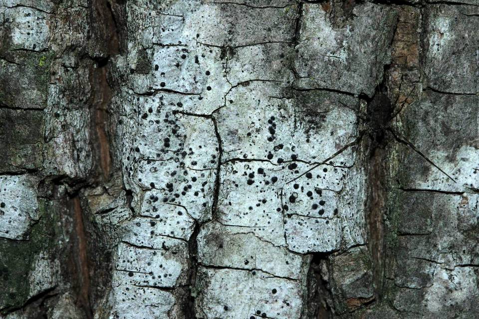 Polymeridium quinqueseptatum image