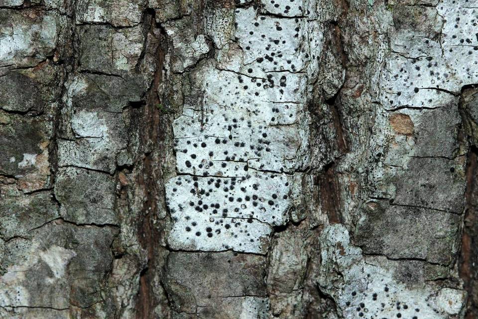 Polymeridium quinqueseptatum image