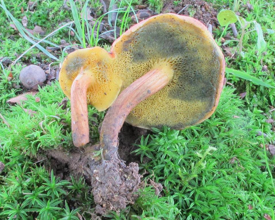 Boletus subfraternus image