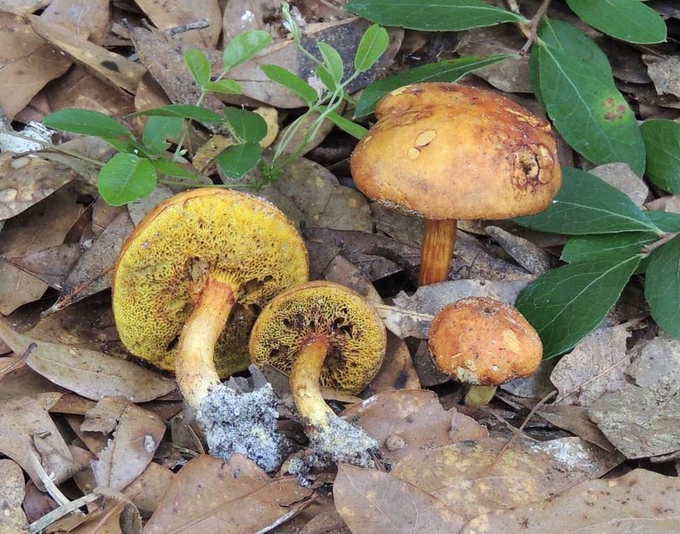 Boletus ochraceoluteus image