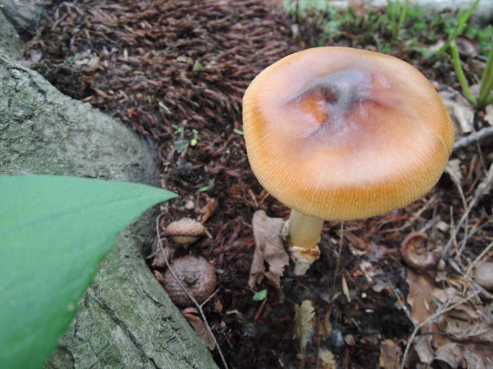 Amanita pseudofulva image