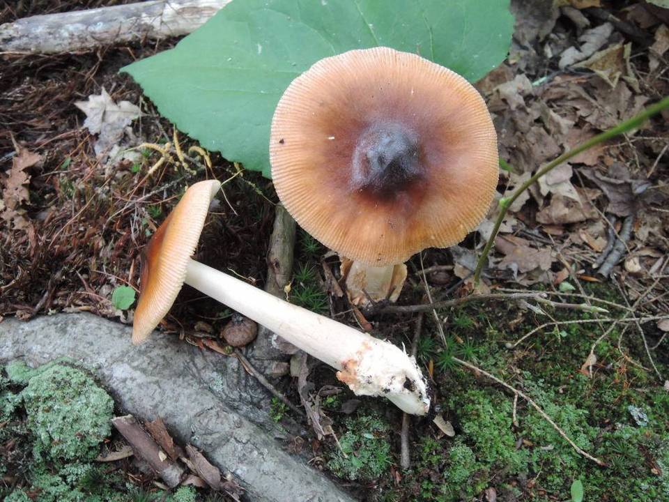 Amanita pseudofulva image