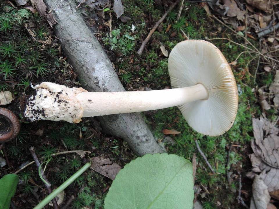 Amanita pseudofulva image