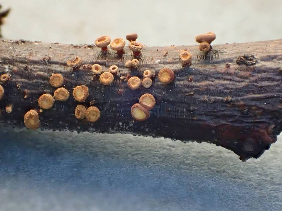 Neodasyscypha cerina image